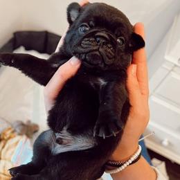 Pugs from Grace's Pugs
