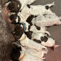 German Shorthaired Pointer puppies from Harris Enterprise & Kennels LLC
