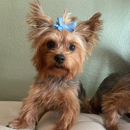 Berlin - Yorkshire Terrier