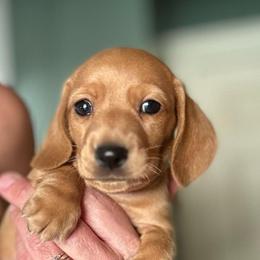 Paul - Red male Dachshund puppy in Palo Cedro, California from RK Doxies