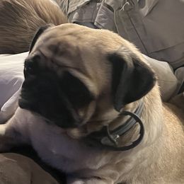 Kiki - Pug