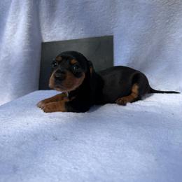 Boy 2 - Black and tan male Dachshund puppy in Stilwell, Oklahoma from Johnson Dachshund’s