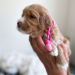 Bernedoodle, Goldendoodle, and Poodle Puppies from Teddy Doodles & Standard Poodles