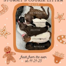 Brownie - Brown male Poodle puppy in Ocean Springs, Mississippi from Forever Summer Standard Poodles