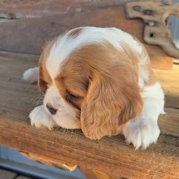 Augie - Blenheim male Cavalier King Charles Spaniel puppy in Apple Valley, California from Nancy's Cavalier King Charles Spaniels & Golden Retrievers