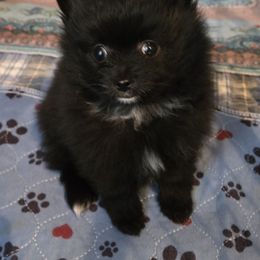 Albus - Black male Pomeranian puppy in Chelsea, Oklahoma from Kathy's Precious Poms