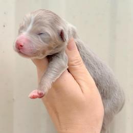 Girl 1 - Dilute red female Australian Shepherd puppy in Iola, Texas from MK Aussies