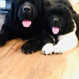 Newfoundland Puppies from Bookcliff Newfies