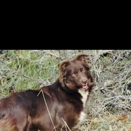 Australian Shepherd puppies from Macushla Kennel