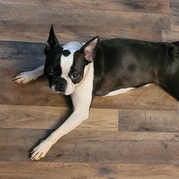 Buttons - Boston Terrier