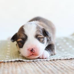 Bones - Red male Pembroke Welsh Corgi puppy in Mona, Utah from Sorensen Corgis