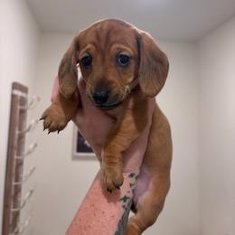 Lolli - Red female Dachshund puppy in Magnolia, Texas from Little Honey’s Dachshunds