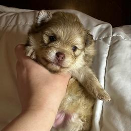 Micah - Chocolate sable male Pomeranian puppy in Springfield, Missouri from Hope Mountain Pomeranians