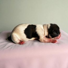 AKC-Molly - Tricolor female Shih Tzu puppy in Mooresville, North Carolina from Juji Shih Tzu