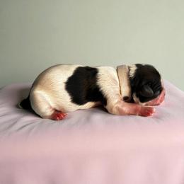 AKC-Molly - Tricolor female Shih Tzu puppy in Mooresville, North Carolina from Juji Shih Tzu