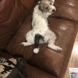 Russell Terrier Puppies from Acorn Ridge JRT