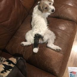 Russell Terrier Puppies from Acorn Ridge JRT