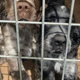 English Springer Spaniels from Saratoga Springers NY