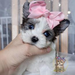Korean Merle Simea - female Companion Cross puppy in Barren Springs, Virginia from Seeking Shalom Acres Maltese, Maltipoos & Havamalts