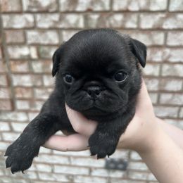 Draco - Brindle male Pug puppy in Bethel, Ohio from House of Briggs Pugs
