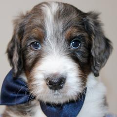 Australian Mountain Doodle, Australian Shepherd, Bernedoodle, Labradoodle, and Poodle Puppies from Island View Poodles & Doodles