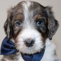 Australian Mountain Doodle, Australian Shepherd, Bernedoodle, Labradoodle, and Poodle Puppies from Island View Poodles & Doodles