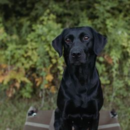 Jenni - Labrador Retriever