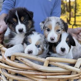 Australian Shepherd puppies from Hilltop Aussies
