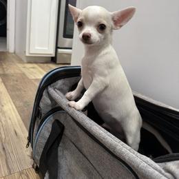 Chihuahua Puppies from McQueen’s Chi”s