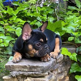 Boston Terriers and French Bulldogs from Peachy Keen Bostons and Frenchies