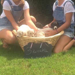 Poodle Puppies from Southern Standards Standard Poodles