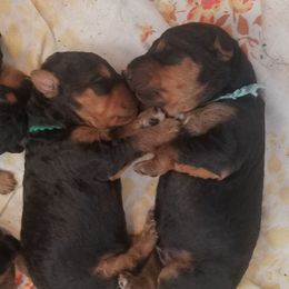 Airedale Terriers from Gilded Aire