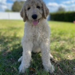 Goldendoodle Puppies from Da Ruba Doodles