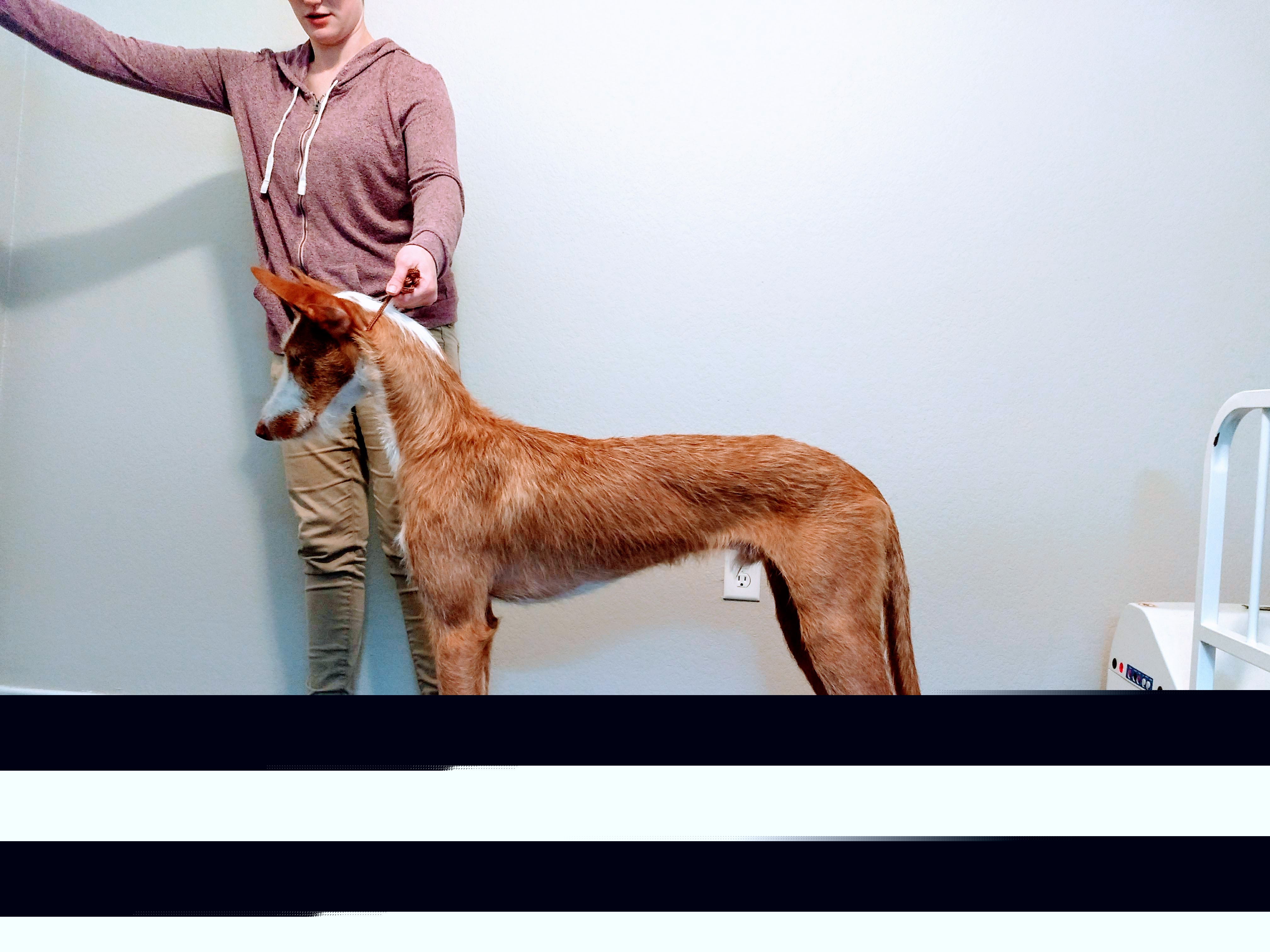 Ibizan Hound Puppies from AirO'Doe Ibizans