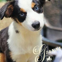 Gianni - Price 1850 - Black tri female Miniature Australian Shepherd puppy in Ennis, Texas from God’s Little Aussies