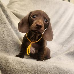 Lawrence - Piebald male Dachshund puppy in Trenton, Florida from Kings Dachshunds