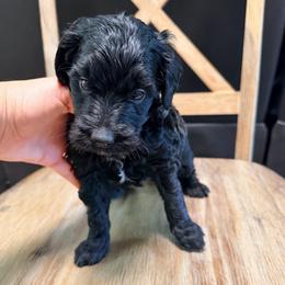Girl 1 - Black female Goldendoodle puppy in Lakeland, Florida from Doodles & Danes