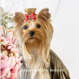 Princess - Yorkshire Terrier