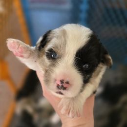 Cardigan Welsh Corgi Puppies from Savage Family Farm