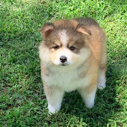 Lua boy 2 - Black and white male Pomsky puppy in Enid, Oklahoma from Mile Hi Pomskies