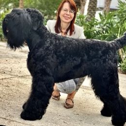 Skye - Black Russian Terrier