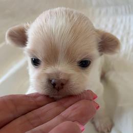Maple - Fawn female Chihuahua puppy in Menifee, California from Lane’s Little Long Coats