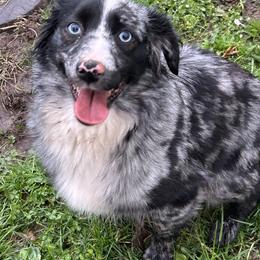 Sami - Miniature Australian Shepherd