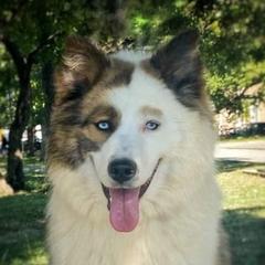 Wolverine - Yakutian Laika