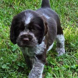 English Springer Spaniel Puppies from Bedell's Riverdog Run