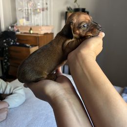 Dachshund Puppies from SpadedWeenies