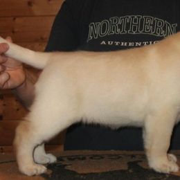 Labrador Retriever Puppies from Cecilie Drege