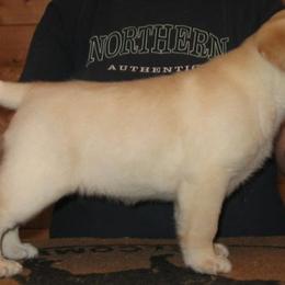 Labrador Retriever Puppies from Cecilie Drege
