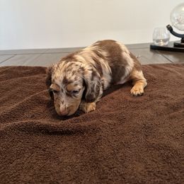 Dachshund Puppies from Lily’s Mini Dachshunds