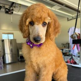 Purple collar  girl - Red  female Poodle puppy in Riverside, California from Riverside red poodles